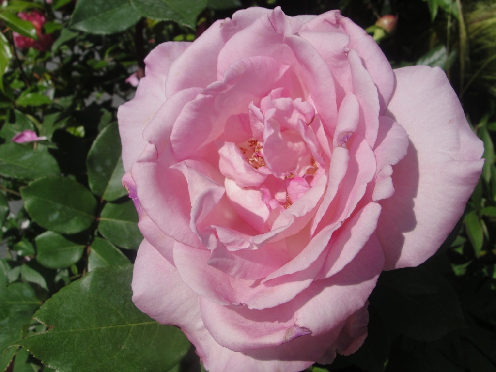 Festival de roses 046