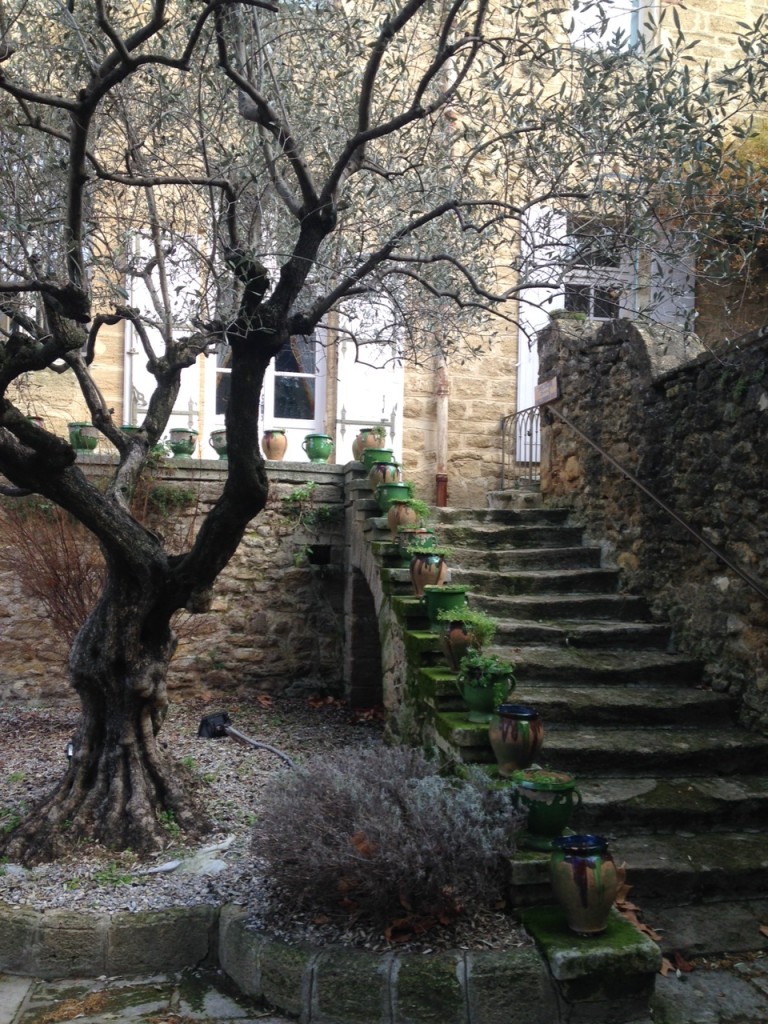 Rochegud castle olive tree