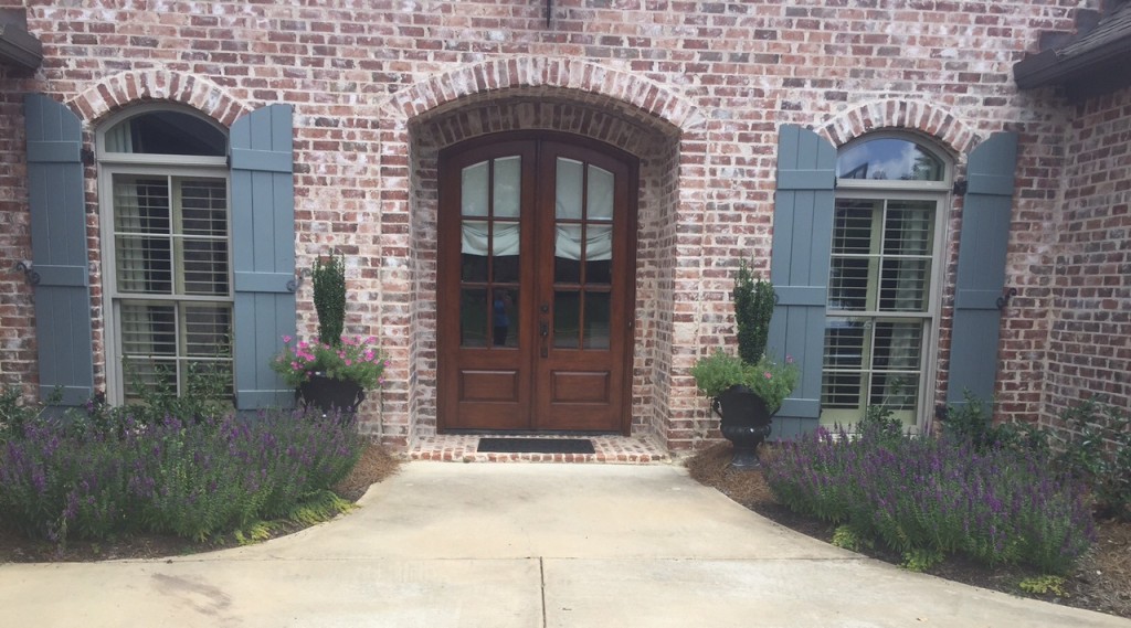 Angelonia - Front Door