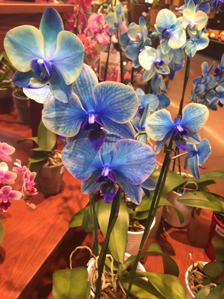 BLUE Orchids