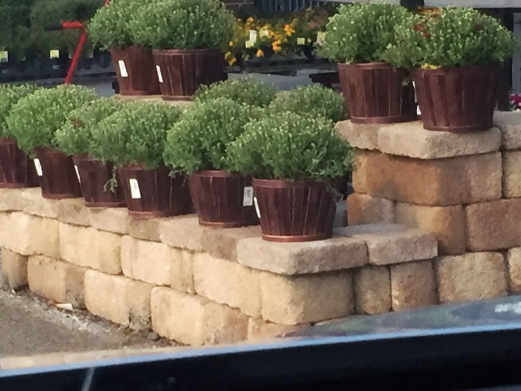 Mums at garden center