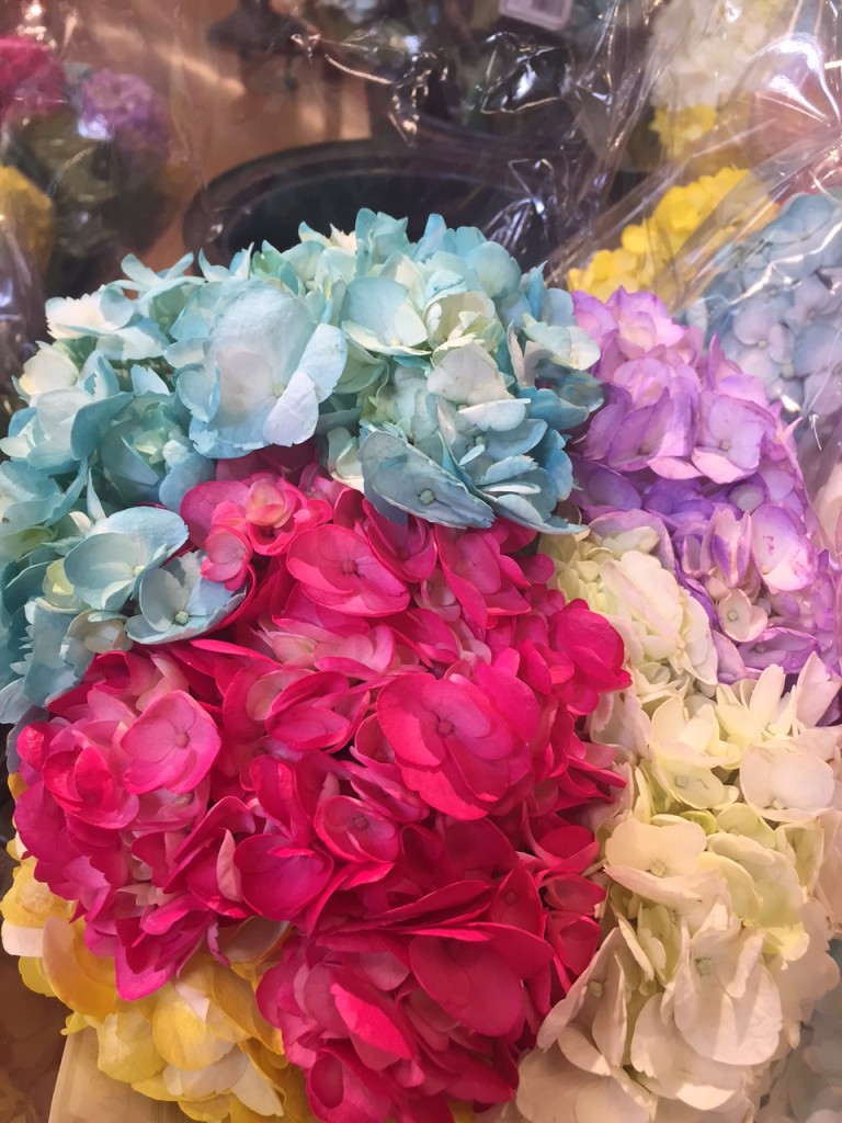 dayglo hydrangea