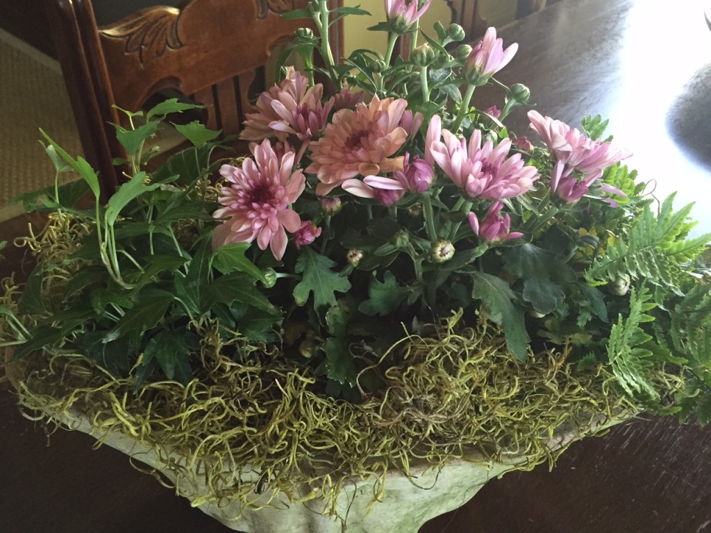 mums, fern and ivy