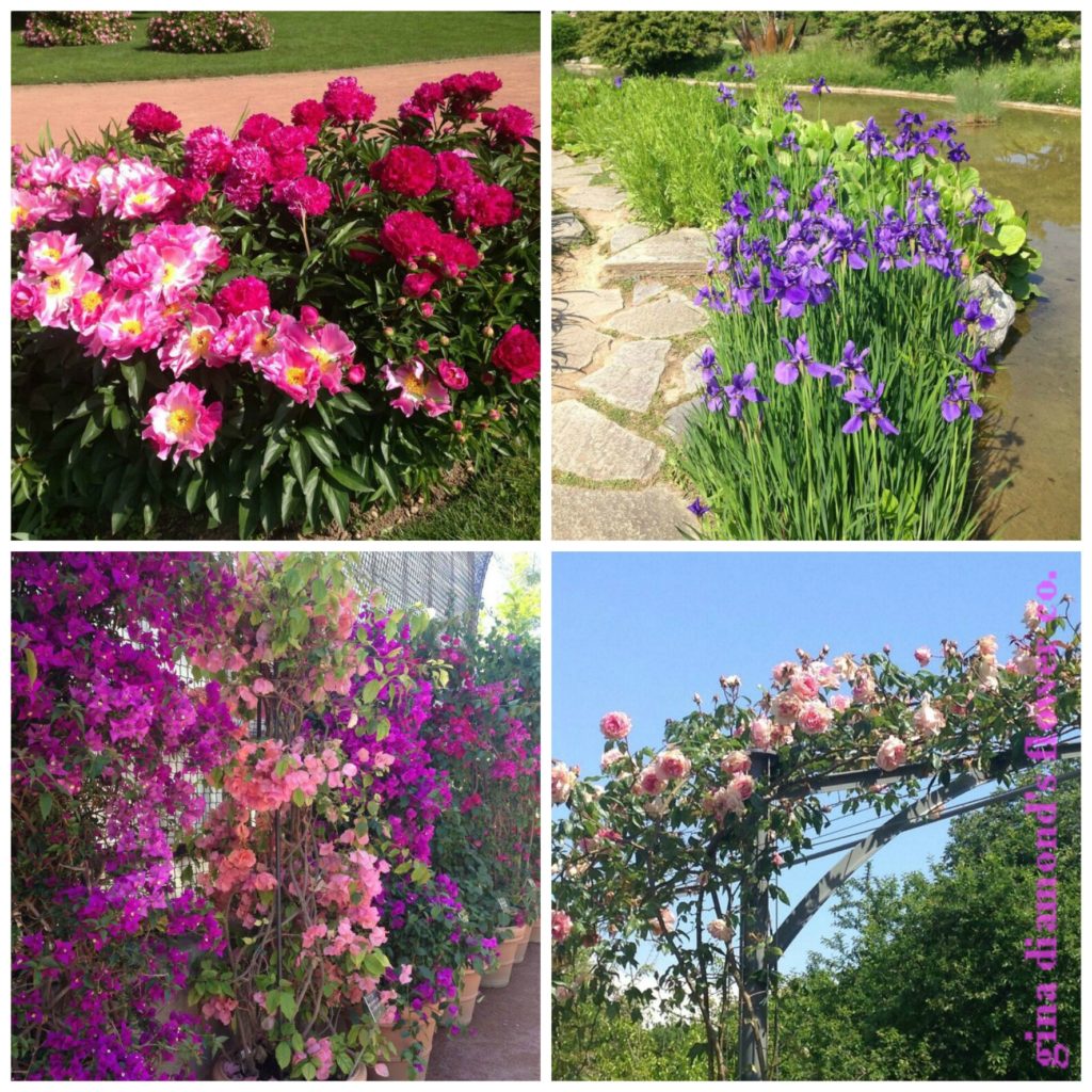 PINK and PURPLE wm