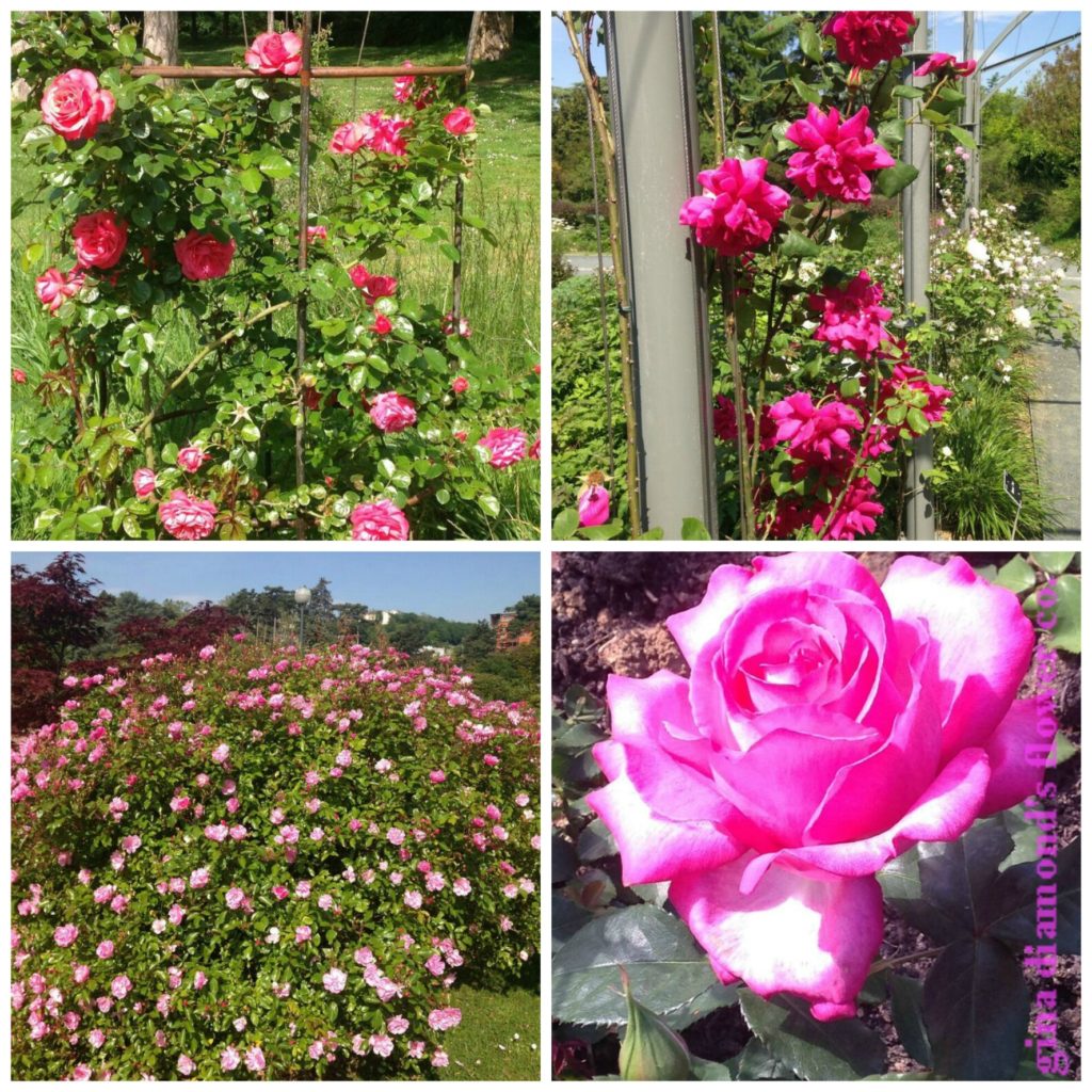 Pink Roses wm