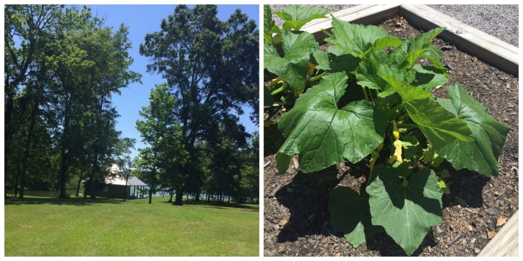 boathouse and raised bed