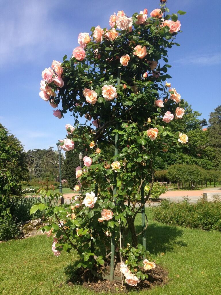 climbing roses peach