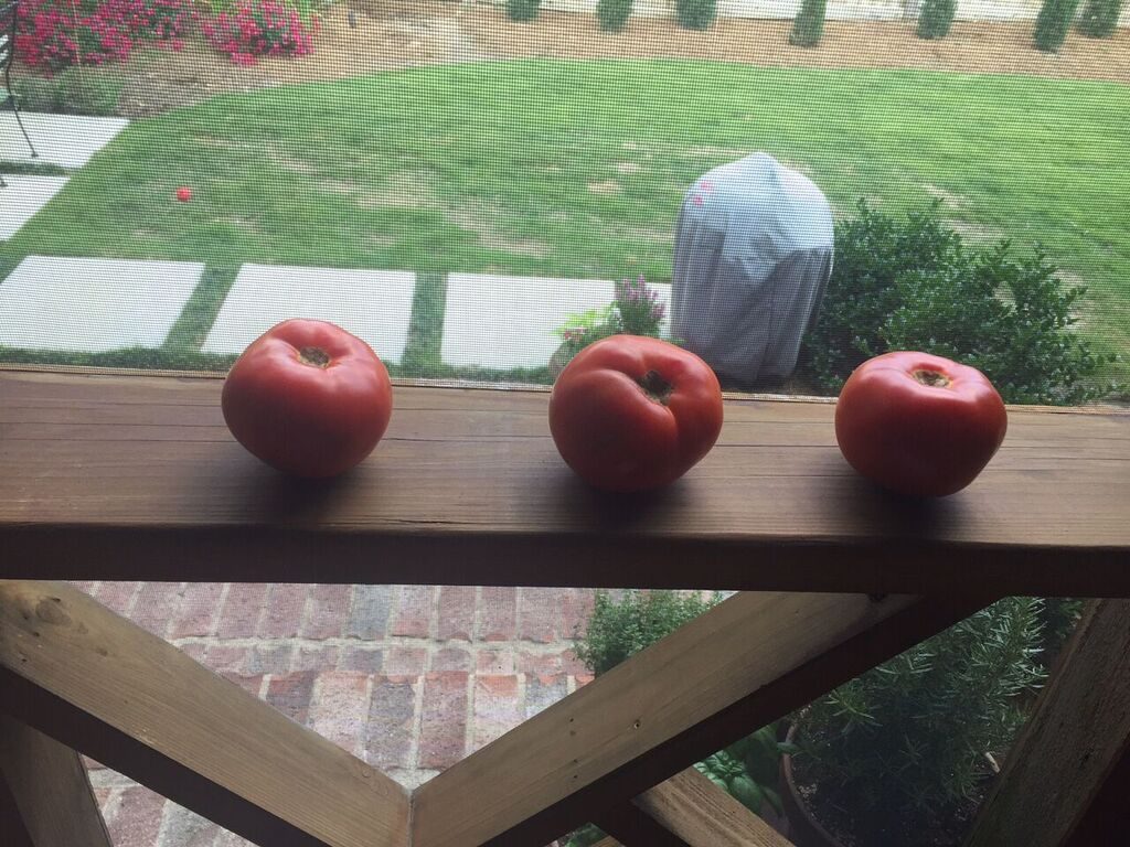 tomatoes ripening