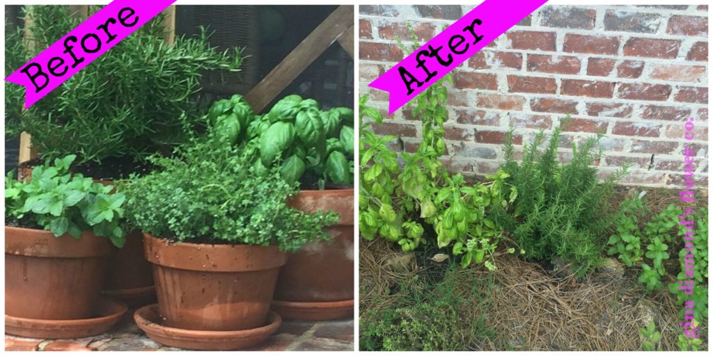 herbs before and after