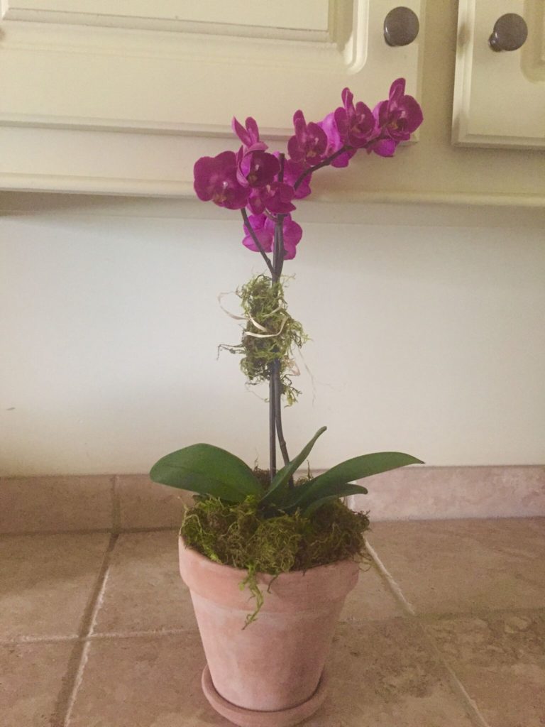 repotted orchid