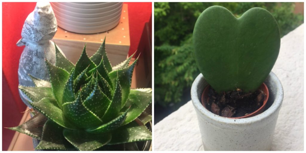 small succulents