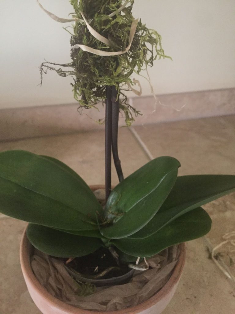 orchid transformation in progress