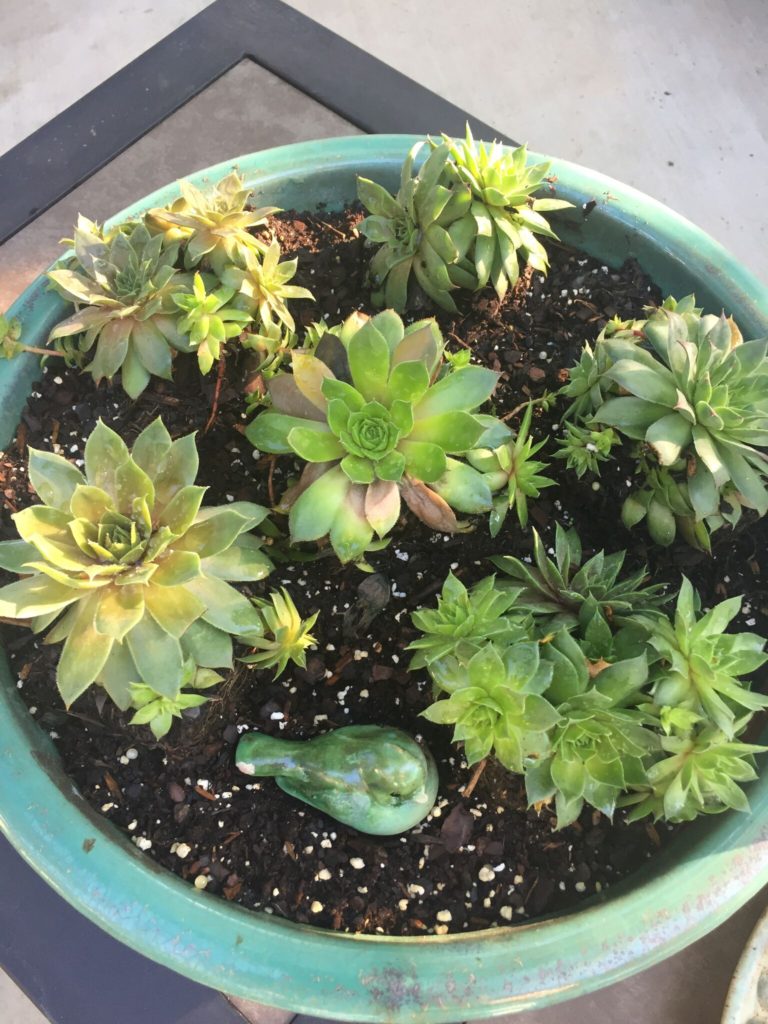 succulent container